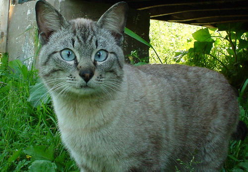 Кот Чеширский