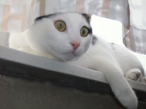 Игорь Гавричков