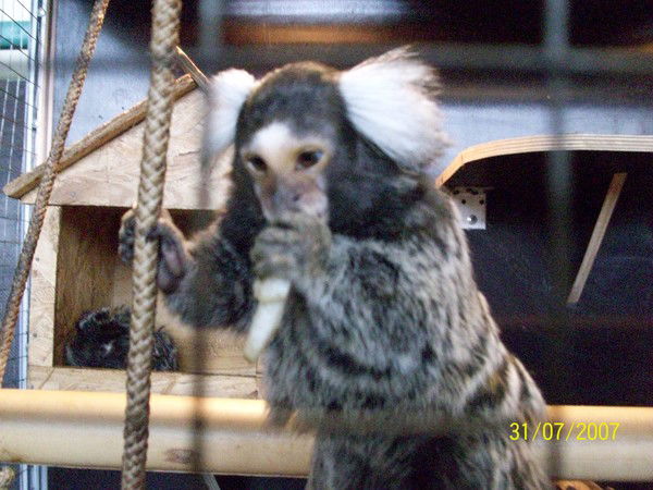 Александр Коршиков