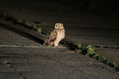 Алла Манухина