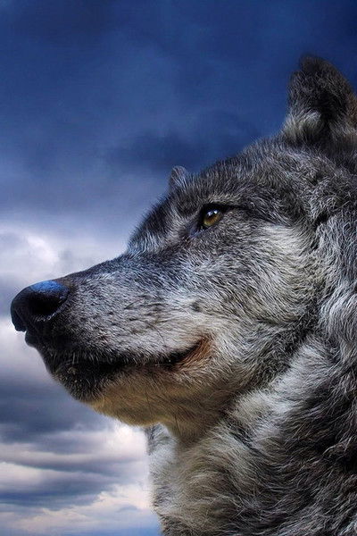 Владислав Карушулаков