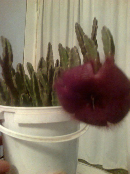 Марияш Тасбулатова