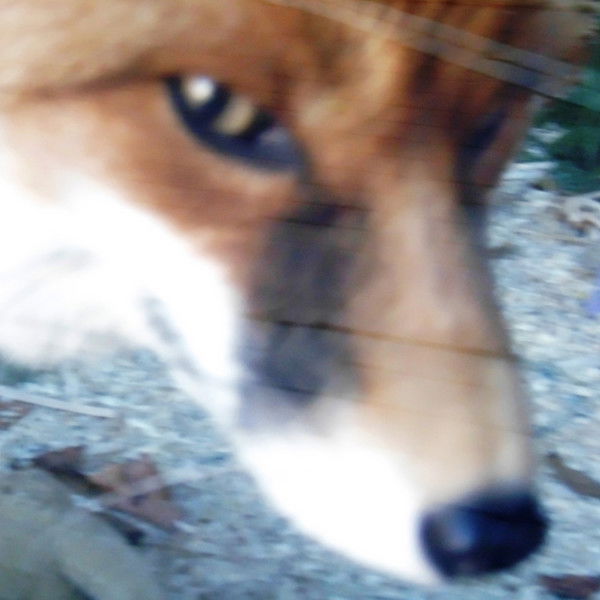 Валерия Сазонова