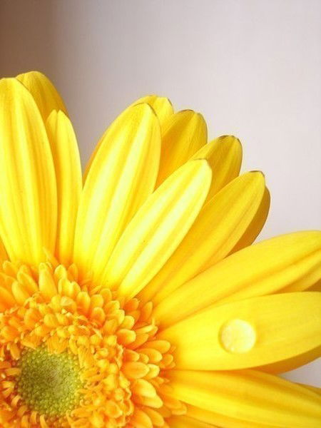 Олеся Устинович