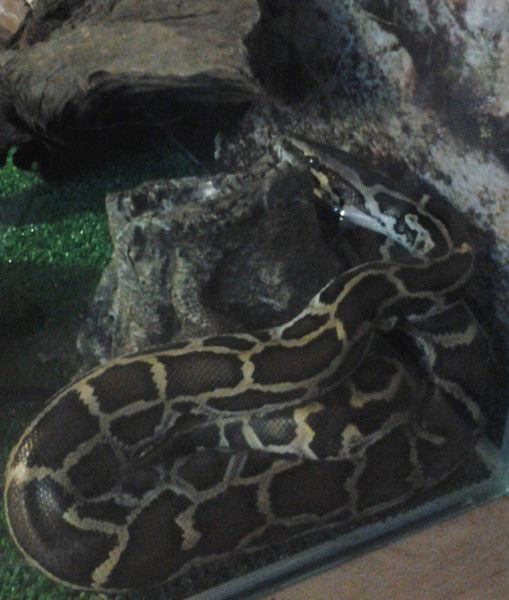 Ангелина Платова