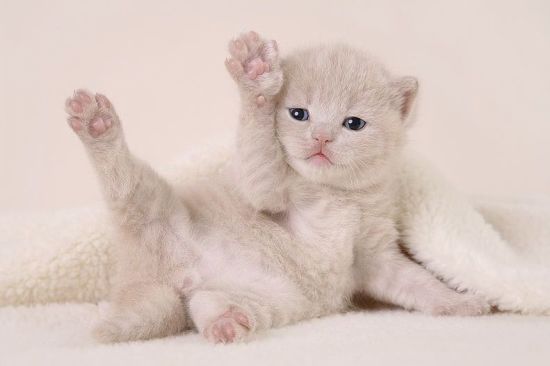 Ксения Лобанова