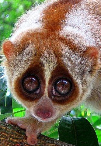 Алексей Алексей