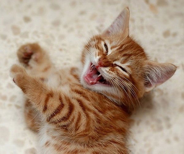 Юлия Гаврикова