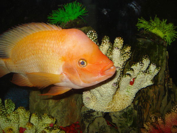 Александр Карпов