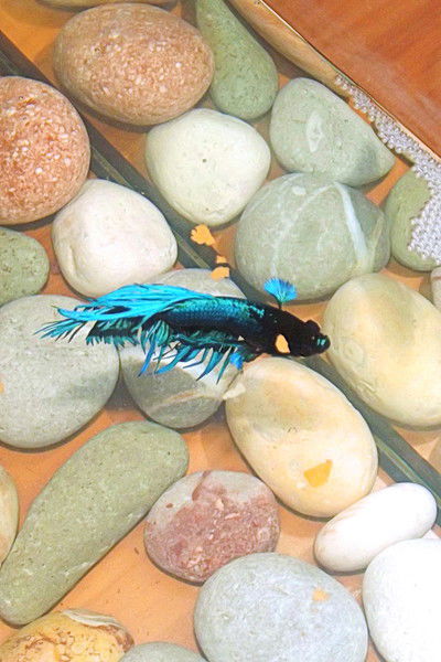 Светлана Чорнокожа