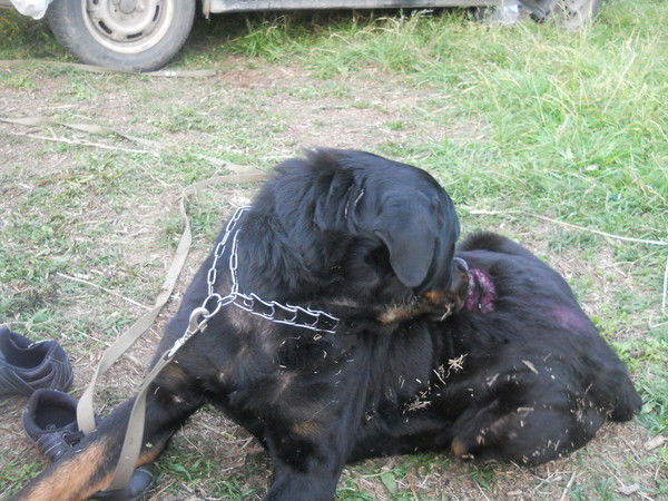 Анна Кузина