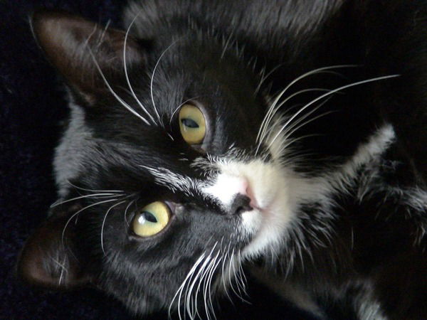 Олег Трофимов