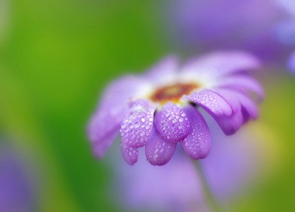 Ольга Печенина