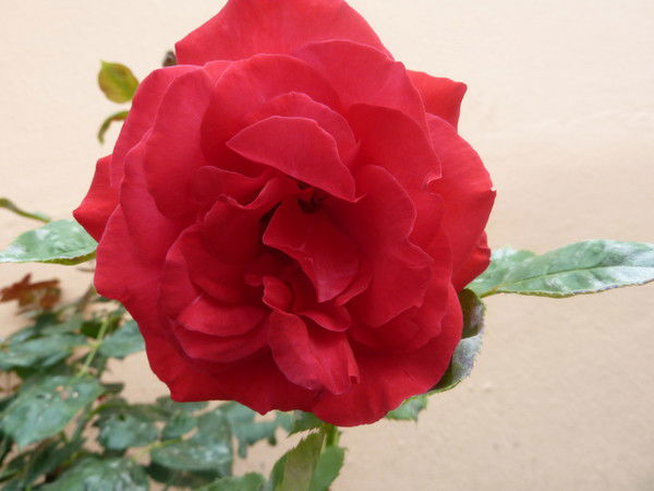 Лиля Мамаева