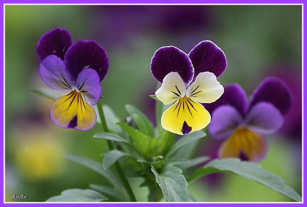 Виктория Ивашкина