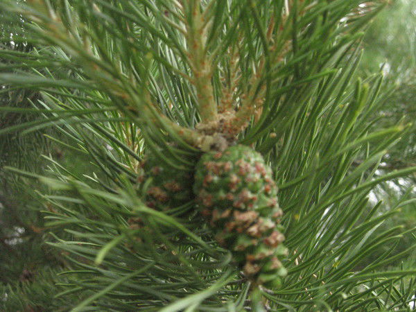 Елена Паутова(Максимова)