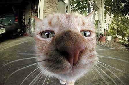 Михаил Крастелёв