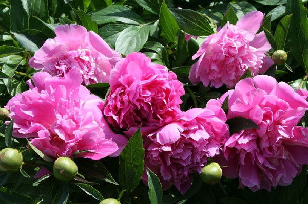 Сычева Ольга