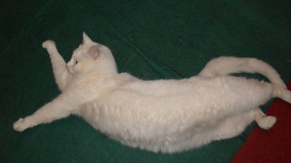 Наталия Корниенко