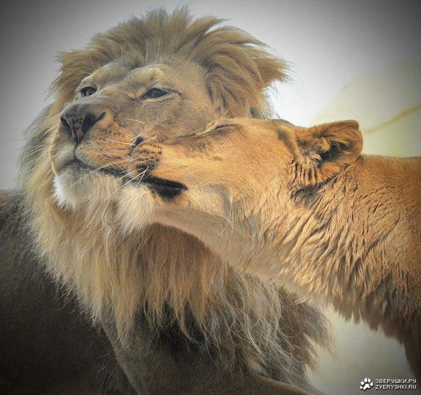 Олег Шарпов