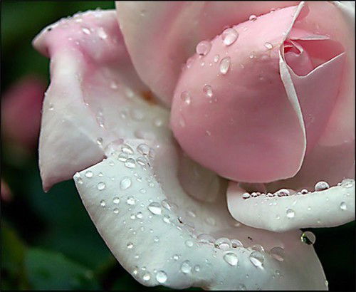 Яковлева Наталья