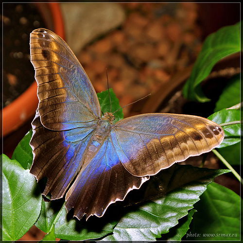 Алена Лопатина