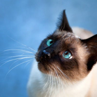 Олег Бабинцев