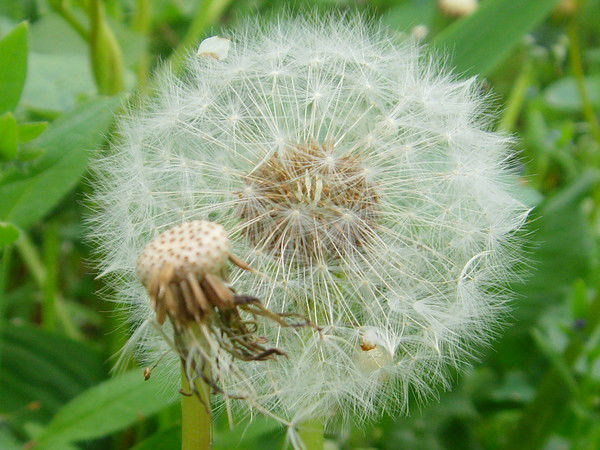 Елена Лазарева