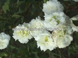 Людмила Ляхова