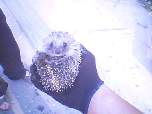 Егор Чебурков