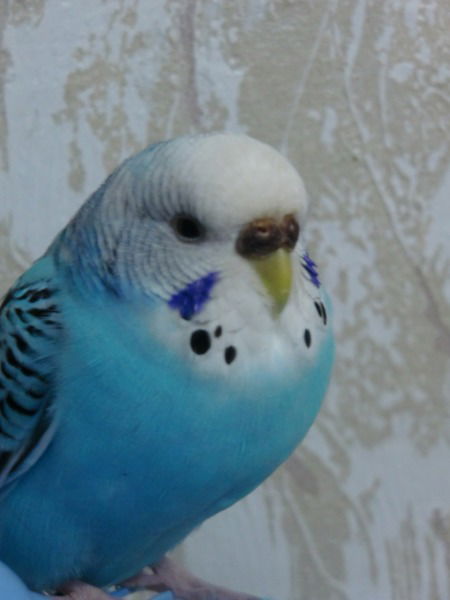 Николай Карпов