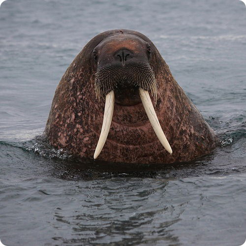 Владимир Фролов