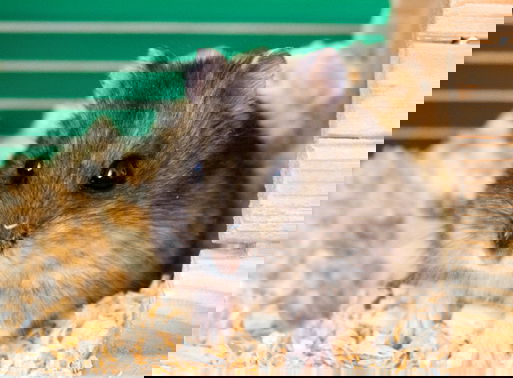 Ирина Мезекаева