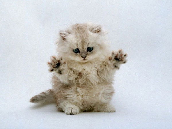 Елена Елена