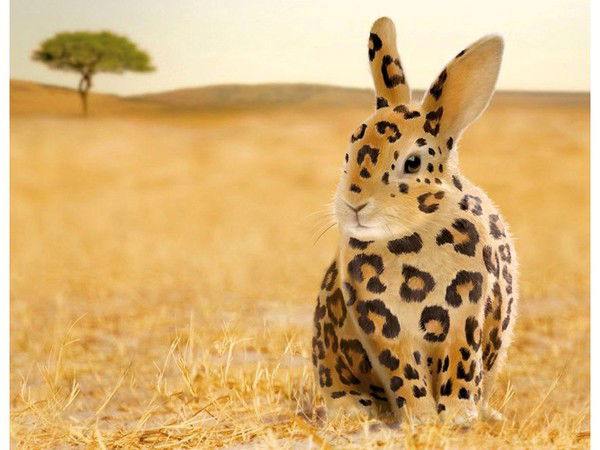 Радмила Гостья