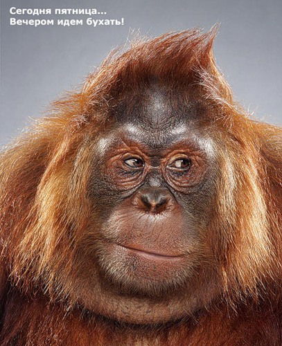 Владимир Попов