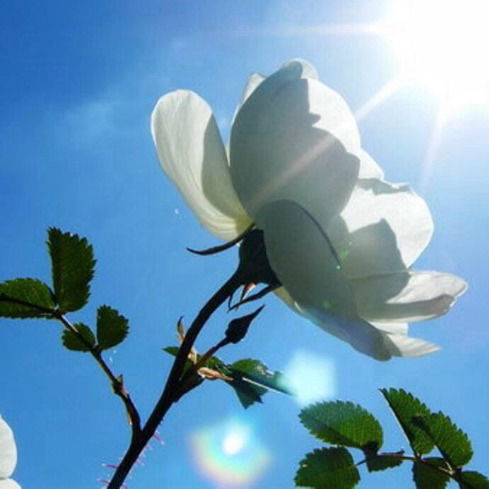 Василисса Апрельская