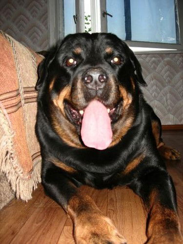 Полина Чеснокова