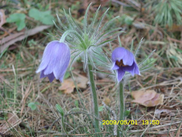 Елена Тарасенко