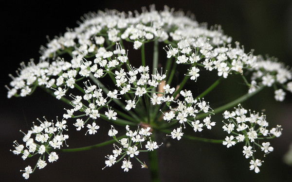 Елена Ковалева