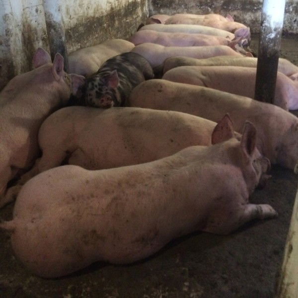 Алексей Миронов