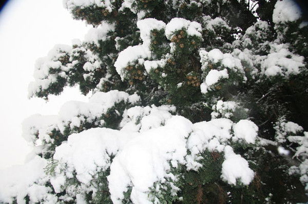 Елена Сагателян