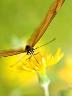 Вероника Ким