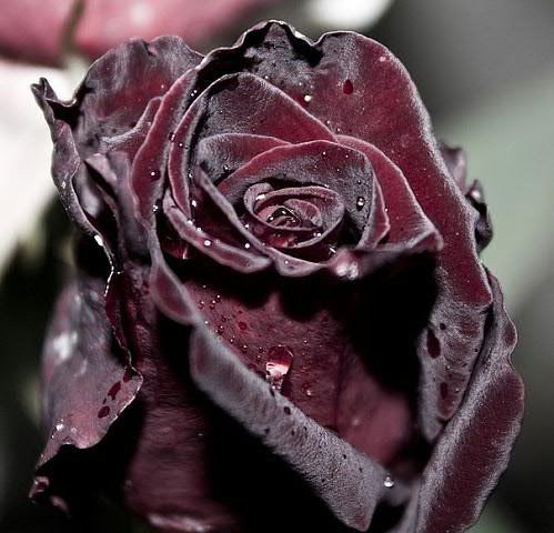 Наталья Жукова