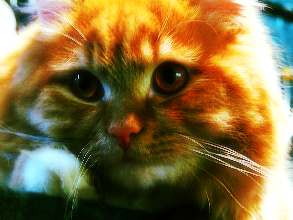 Любаша Герасимовская