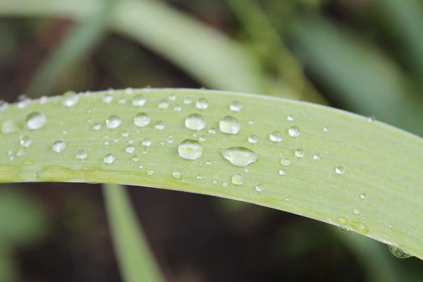 Роман Голомедов