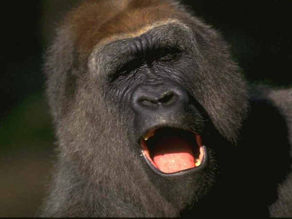 Даурен Шалкаров