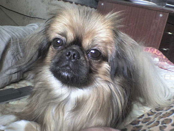 Ирина Шерстюк