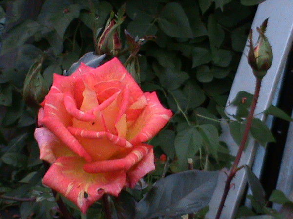 Татьяна Елизарова