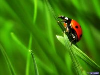 Надежда Свинцова